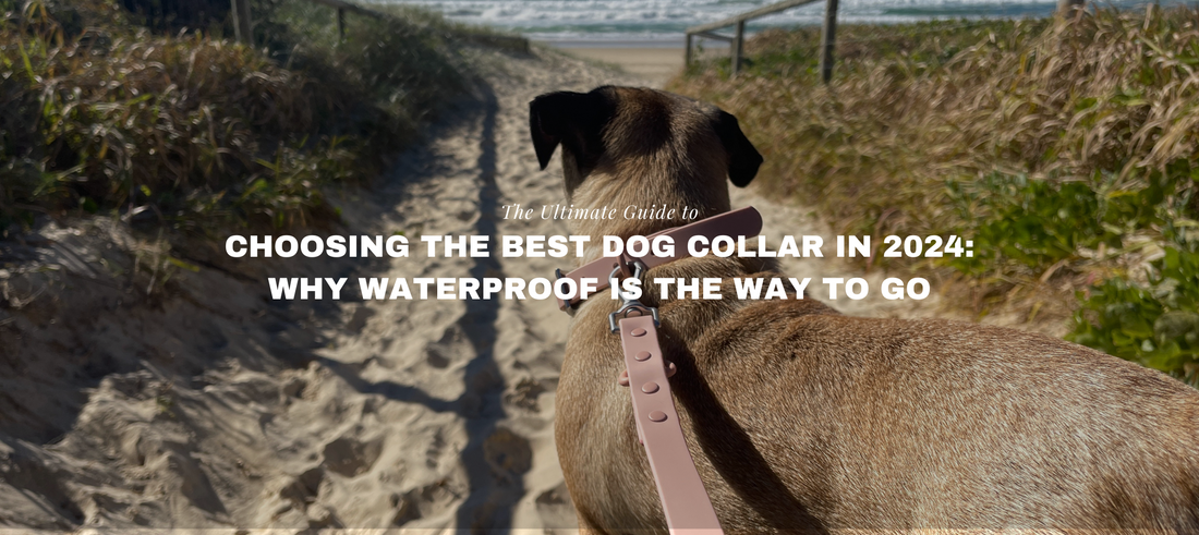 the ultimate guide to choosing the best dog collar in 2024: why waterproof is the way to go