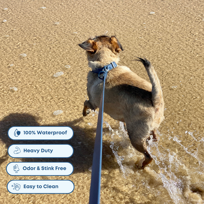 dog splashing around on the beach