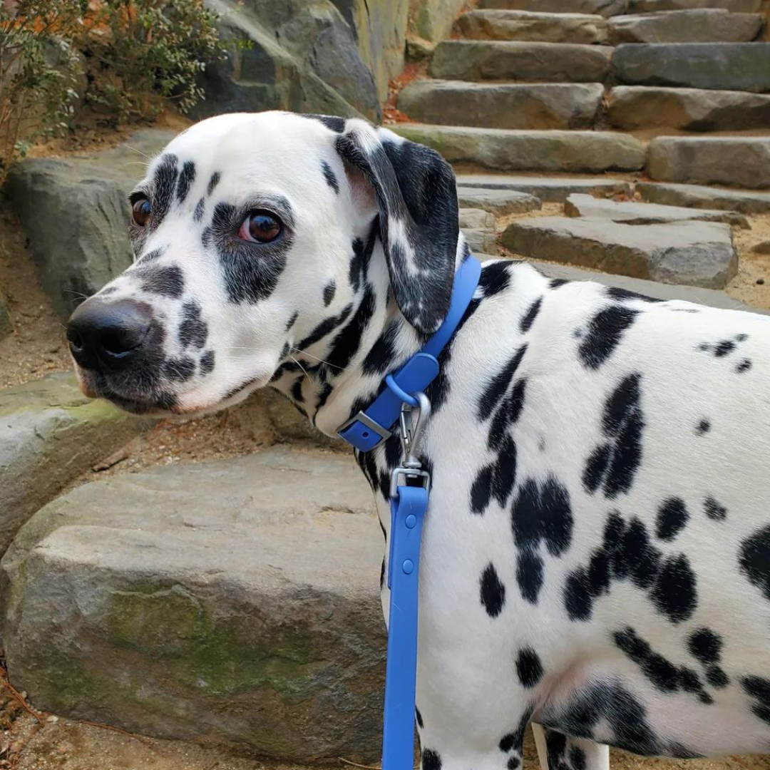 light blue dog leash on dalmation