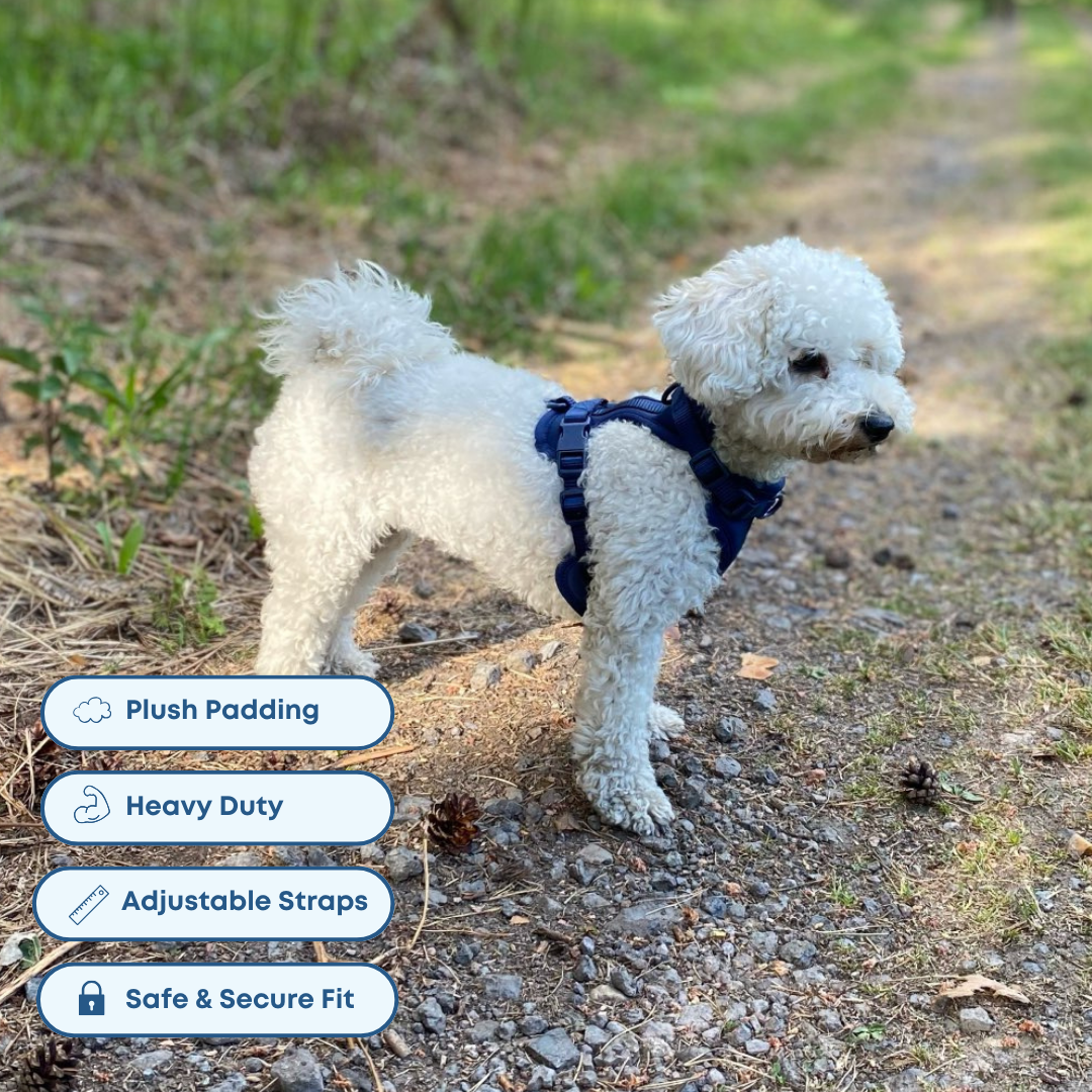 cute dog in blue harness