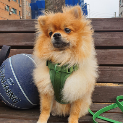 cute dog sitting down on bench