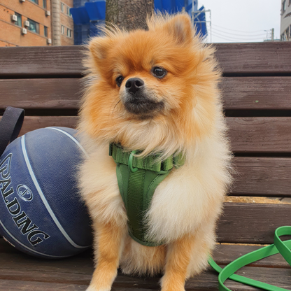 cute dog wearing a dog harness