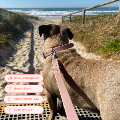 dog going for walk on the beach