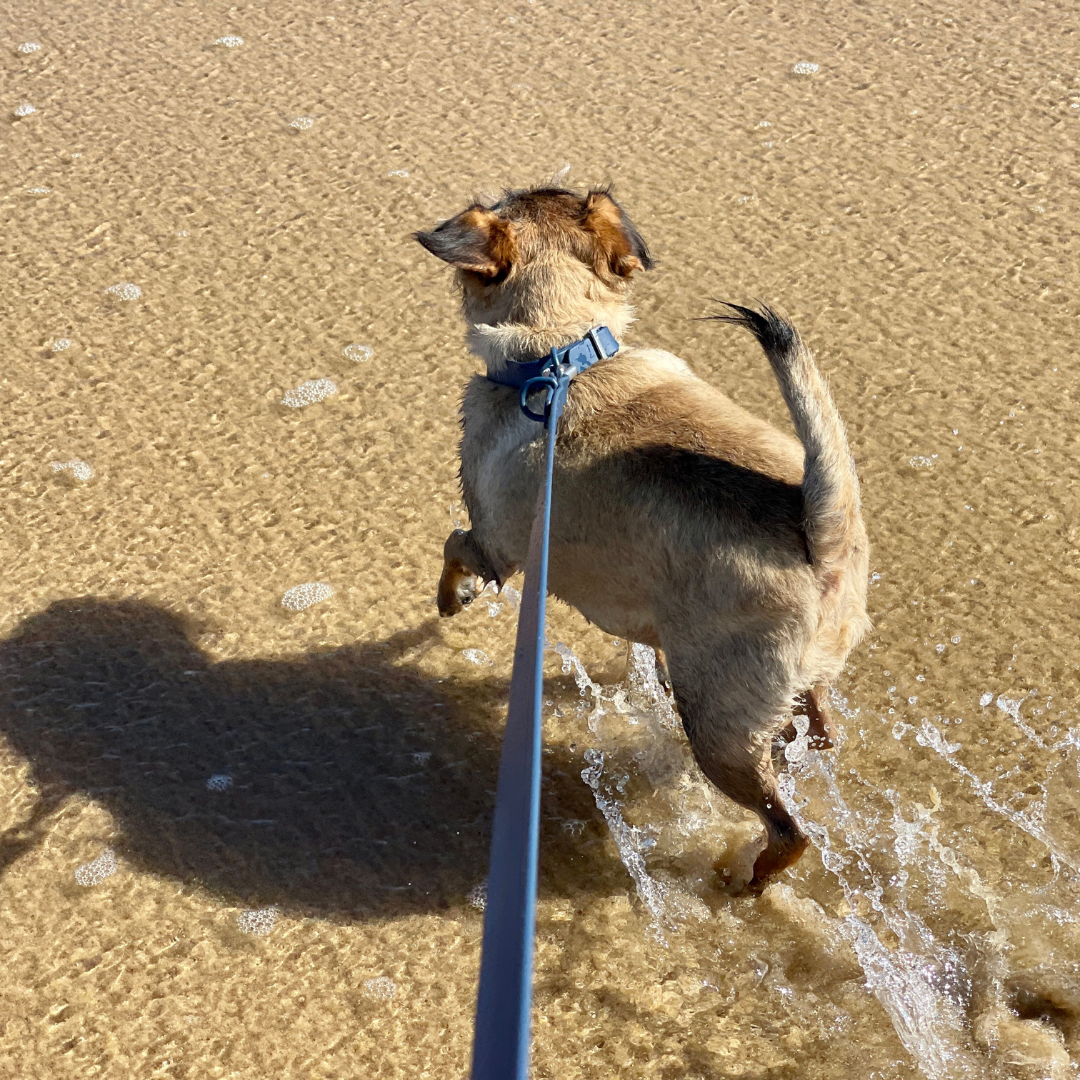 dog running on the beach