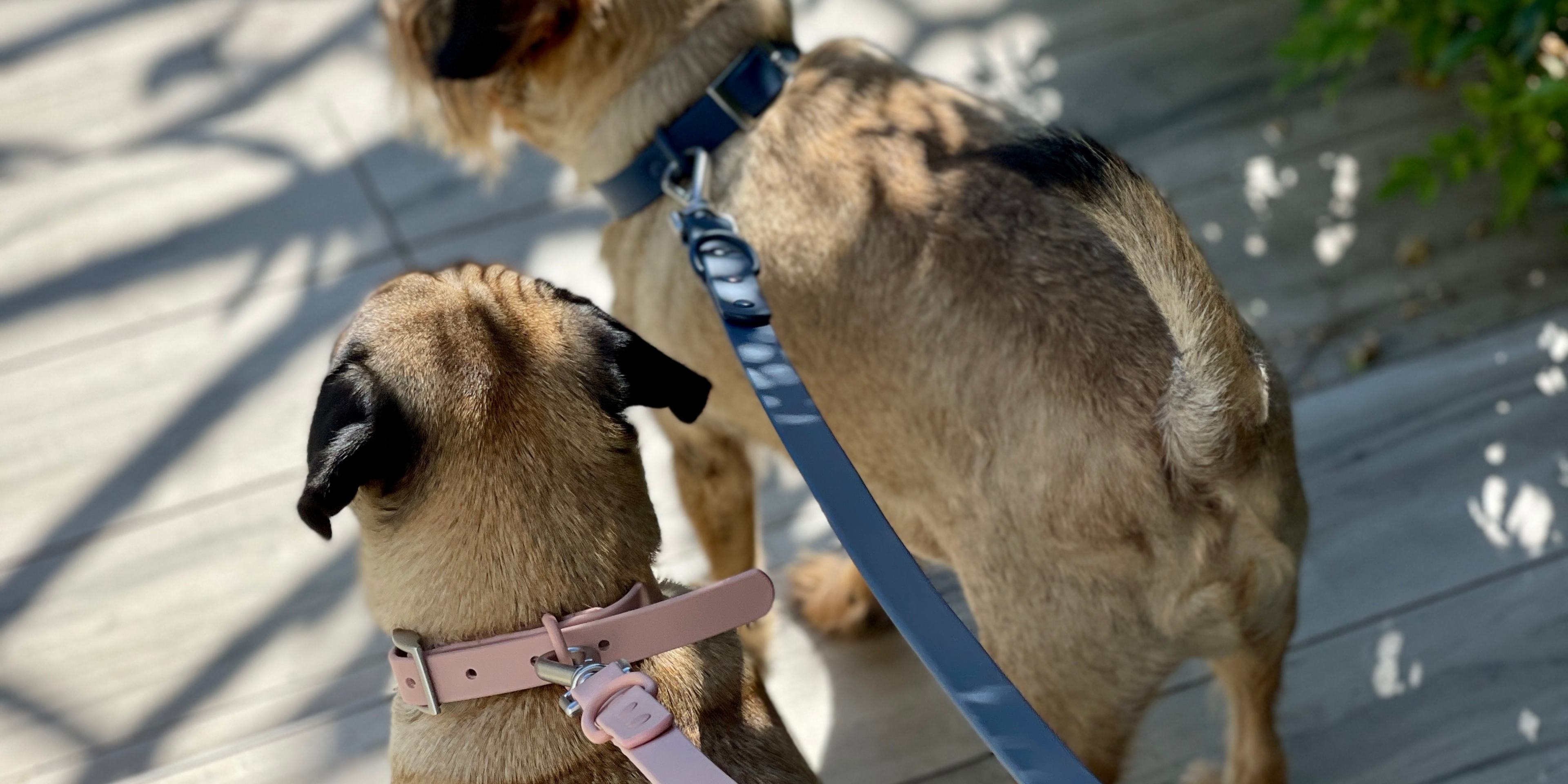 dogs going for a walk