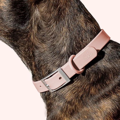 dog wearing a pink collar