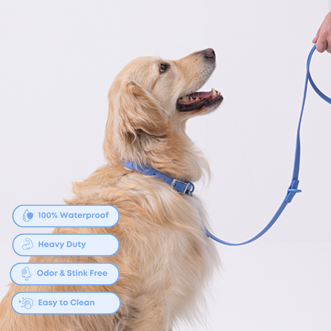 dog wearing a blue pvc collar and leash