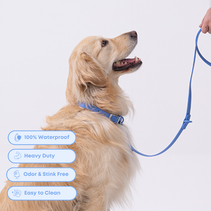 dog wearing a blue pvc collar and leash