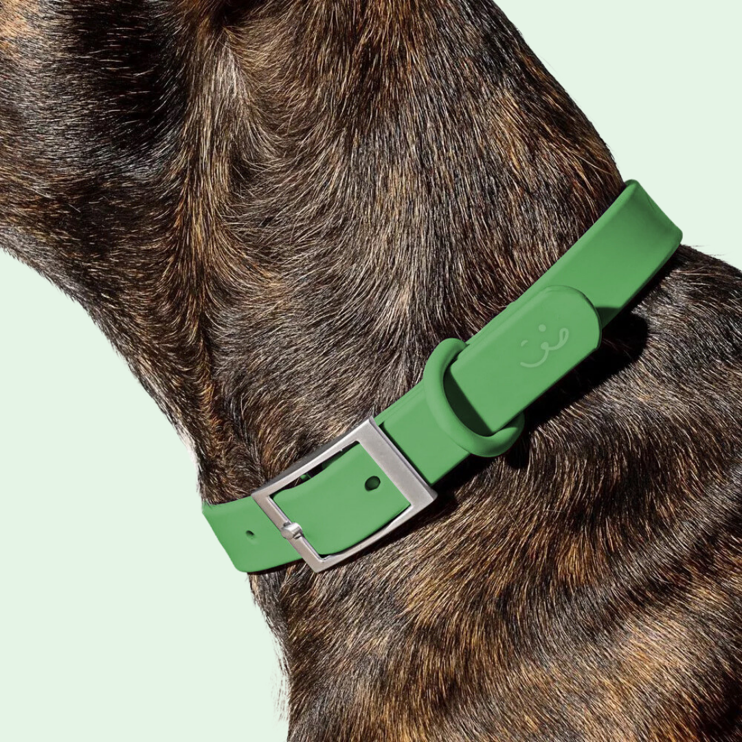 luxury designer green dog collar