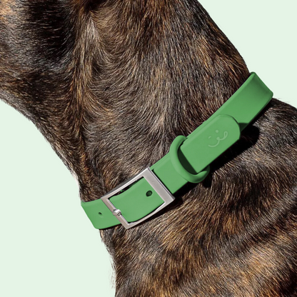 luxury designer green dog collar