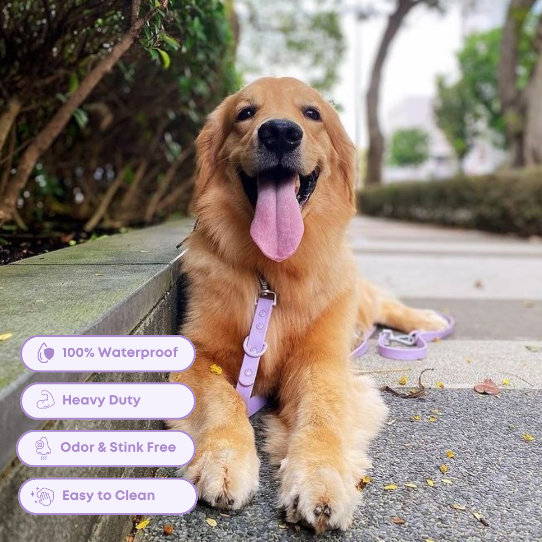 golden retriever laying on the side walk