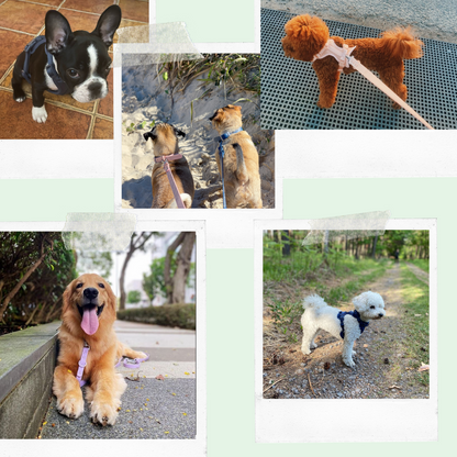 happy dogs enjoying a walk