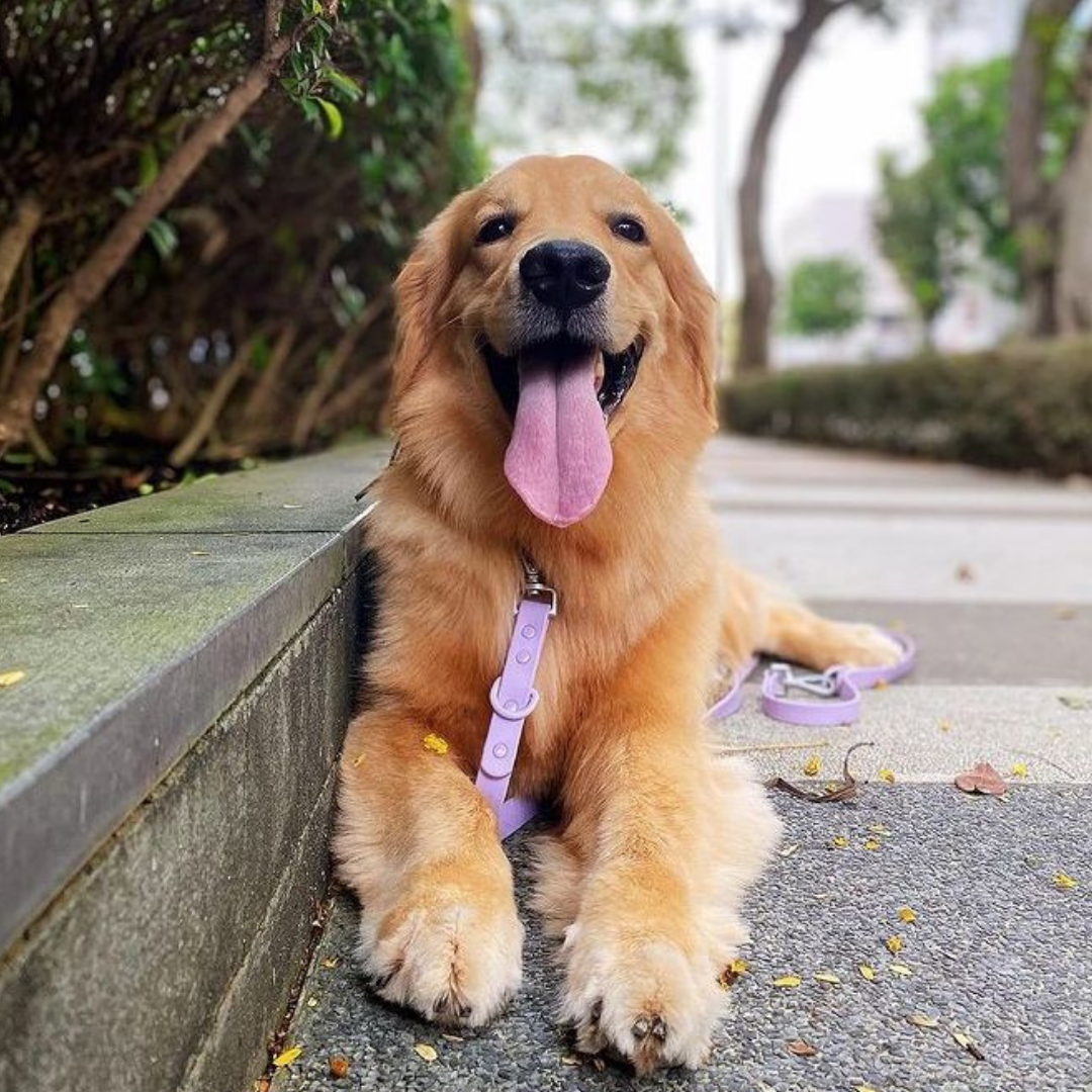 golden retriever being lazy on walk