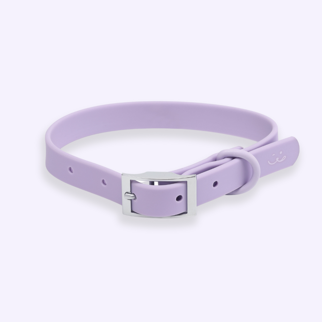 lavender purple dog collar for dogs