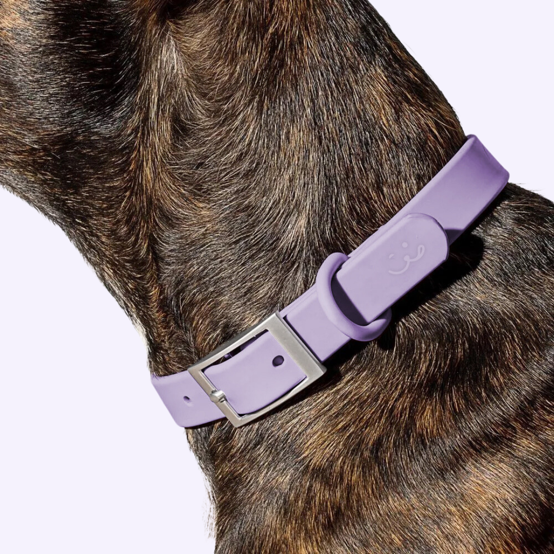 light purple dog collar on dog