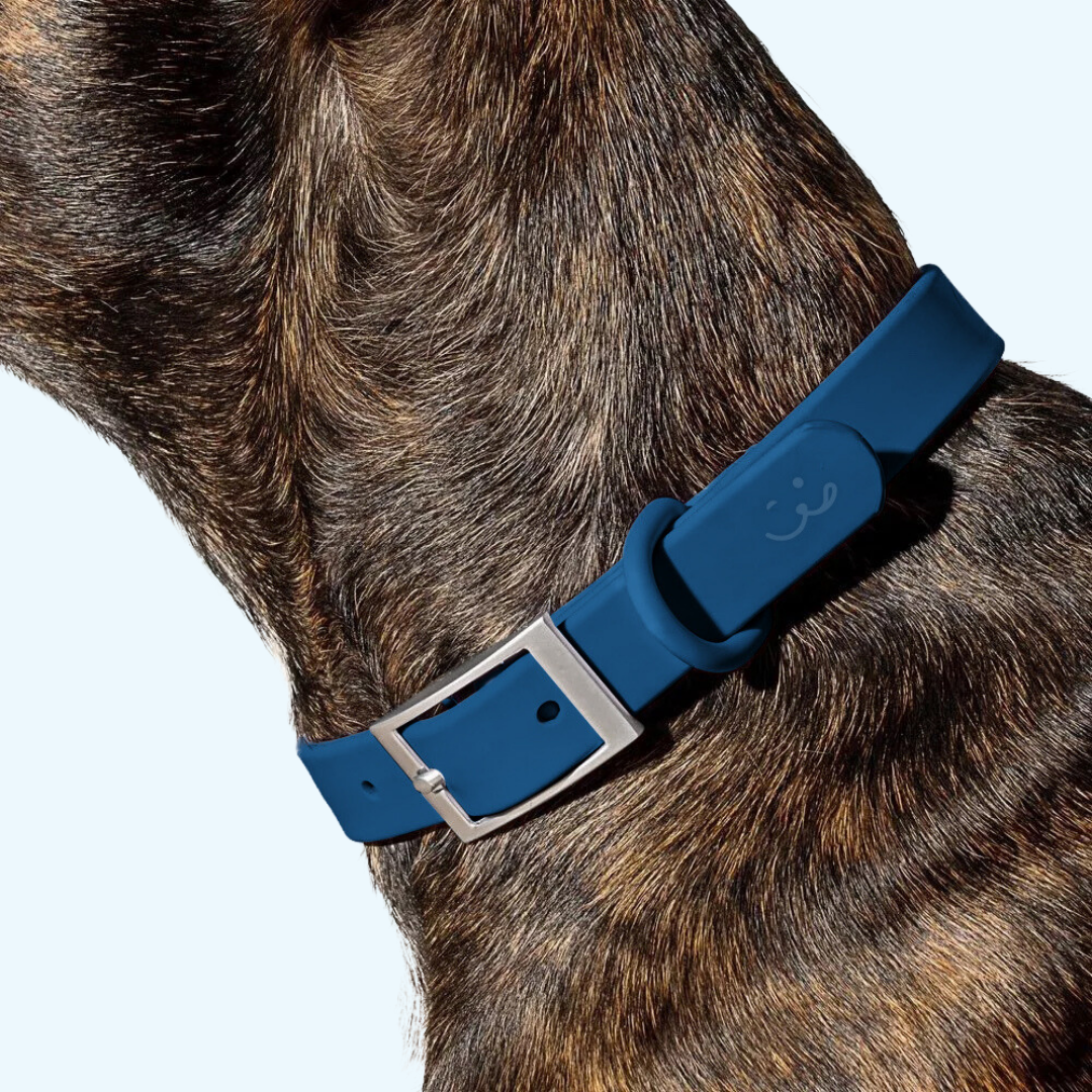 navy blue dog collar on black dog